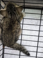 北市府救援西寧國宅內街貓　籲民眾勿擅入餵食