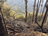 雲林草嶺森林火勢撲滅　縣府現勘盤點提升救災量能