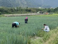 搶救銳減宜蘭三星蔥  花蓮農改場移地保種見成效