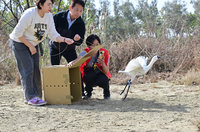 嘉義縣救治中毒黑面琵鷺　飛行能力恢復順利野放