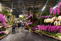 台灣美關稅15%  蘭花協會：仍需持續開拓新市場