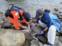 保育類欖蠵龜台東遭漁網纏繞　海巡助脫困送治療