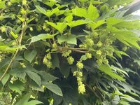 花蓮農改場推廣本土啤酒花　宜蘭試種成功