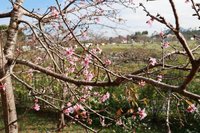 南投鹿谷櫻花開3成　許淑華邀遊客賞櫻逛燈會