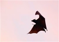 立百病毒將列第5類法定傳染病　症狀、預防方式QA一次看