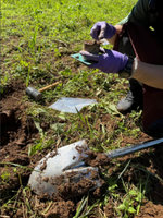 農業淨零  種苗場：綠肥翻耕增碳儲量、提升稻作