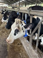 竹縣乳牛場導入智農科技　自動擠乳、智能項圈效益佳