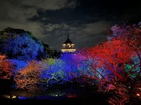 淡水天元宮櫻花季開跑　每晚5至8時點燈賞夜櫻