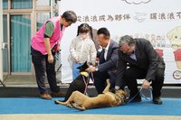 嘉義縣創「浪浪就業服務站」 溫柔變身療癒犬護衛犬
