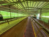 豐康牧場隱匿禽流感疫情 中市203養禽場無異狀