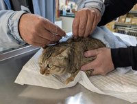 家貓未植晶片將開罰　進出金門也須附登記證明