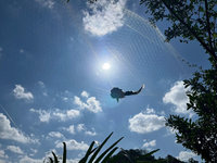 基隆山區清鳥網　蒼鷹、藍鵲遭害僅黃嘴角鴞倖存