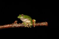 研究：台灣低海拔莫氏樹蛙面臨更高氣候暖化風險