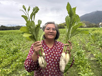 花蓮光復受災農地復耕試驗  輕災區成果佳