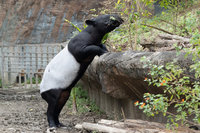 馬來貘「莉姆路」1歲半　北市動物園：開始叛逆了