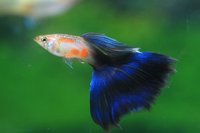 新北動保處監測觀賞魚檢疫  水族外銷流程優化