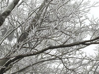 宜蘭太平山現冰霰、霧淞　遊客首見直呼超興奮