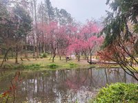 過年奧萬大賞櫻、登合歡山走春　天池山莊不打烊