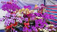 台東春節應景花市　營運至除夕中午