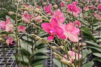 台美完成對等貿易協定簽署　蘭協預期蘭花逐步增產