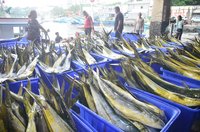 鬼頭刀與競爭國同關稅  漁民吃定心丸全力衝品質