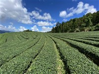 台灣茶葉銷美零關稅　茶農：提高競爭力