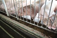 養豬協會：不怕美豬關稅降　籲產地標示應立法