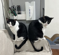 寵物消保糾紛日增　買賣、醫療爭議居多