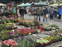 新竹假日花市蘭卉爭艷　民眾採買春節盆栽添喜氣