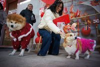 中國寵物消費市場突破1.4兆元  毛孩過年花樣多