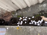 農田慘成綠鬣蜥自助餐　屏議員盼納挖蛋獎勵根治