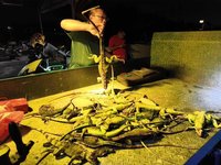 抑制綠鬣蜥數量　學者認為應先訂移除目標