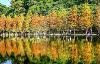 桃園走春　大溪月眉人工濕地落羽松美景宛如歐洲