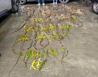 屏東2025年綠鬣蜥移除量破13萬隻　創歷年新高