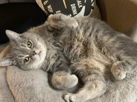 李慧芝減壓良方　照護貓室友堪比教科書等級