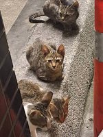 貓咪只有一天記憶？隔日不理人不是忘記餵食者