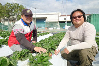 台南草莓產業南拓　青農觀光果園插旗歸仁