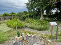 雨水花園助改善積水　打造具生態景觀綠色空間