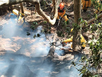 埔里森林7天燒29公頃獲控制　起火原因調查中