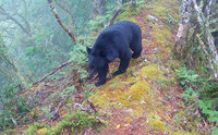 玉山野生動物長期監測系統　相機捕捉熊出沒路徑
