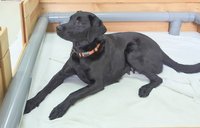 引進澳洲種犬精液助孕　惠光培育更健康導盲犬