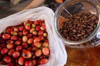 花東咖啡導向精品化  體驗山海交界獨特風味