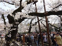 日本民間氣象公司預測　東京櫻花3/22率先綻放