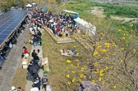 嘉市黃花風鈴木花季3/7登場　打造春日限定派對