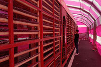 鹽水蜂炮3月2日登場　炮城進入最後整備階段