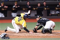 軟銀教頭點名高宇杰好表現　平野惠一笑稱可赴日職