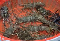 澎湖乞龜活動陸續登場  3聖筊可獲龍蝦或明蝦