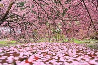 武陵農場晚開櫻花盛放　早開區域櫻吹雪遊客讚爆