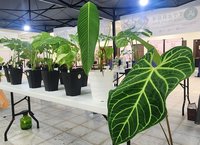 熱帶雨林暨觀葉植物大賞在埔里　自然與藝術交會