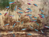 水試所成功繁殖觀賞魚紅蓮燈　協助產業自主量產